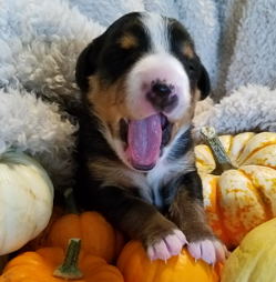 cattle pups for sale in NM
